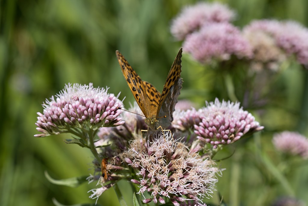 voornes duin tenellaplas Quackjeswater natuur natuurgebied natuurmonumenten hdr duinen Zuid Hollands landschap polder bossen natuurreservaat Natura 2000